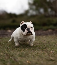 Image 4 of Joe Loomis Stud Fee 