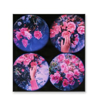 Image 4 of MOON LANDSCAPES, ROSES