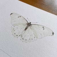 Image 2 of Butterfly Print #4 - Varios Designs