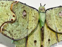 Image 2 of Luna Moth- Jil Johnson