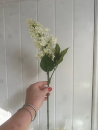 Image 2 of CONE HEADED HYDRANGEA 