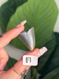 Image 5 of SMALL MEGALODON TEETH -SOUTH CAROLINA- CHOOSE YOUR OWN LOT 1