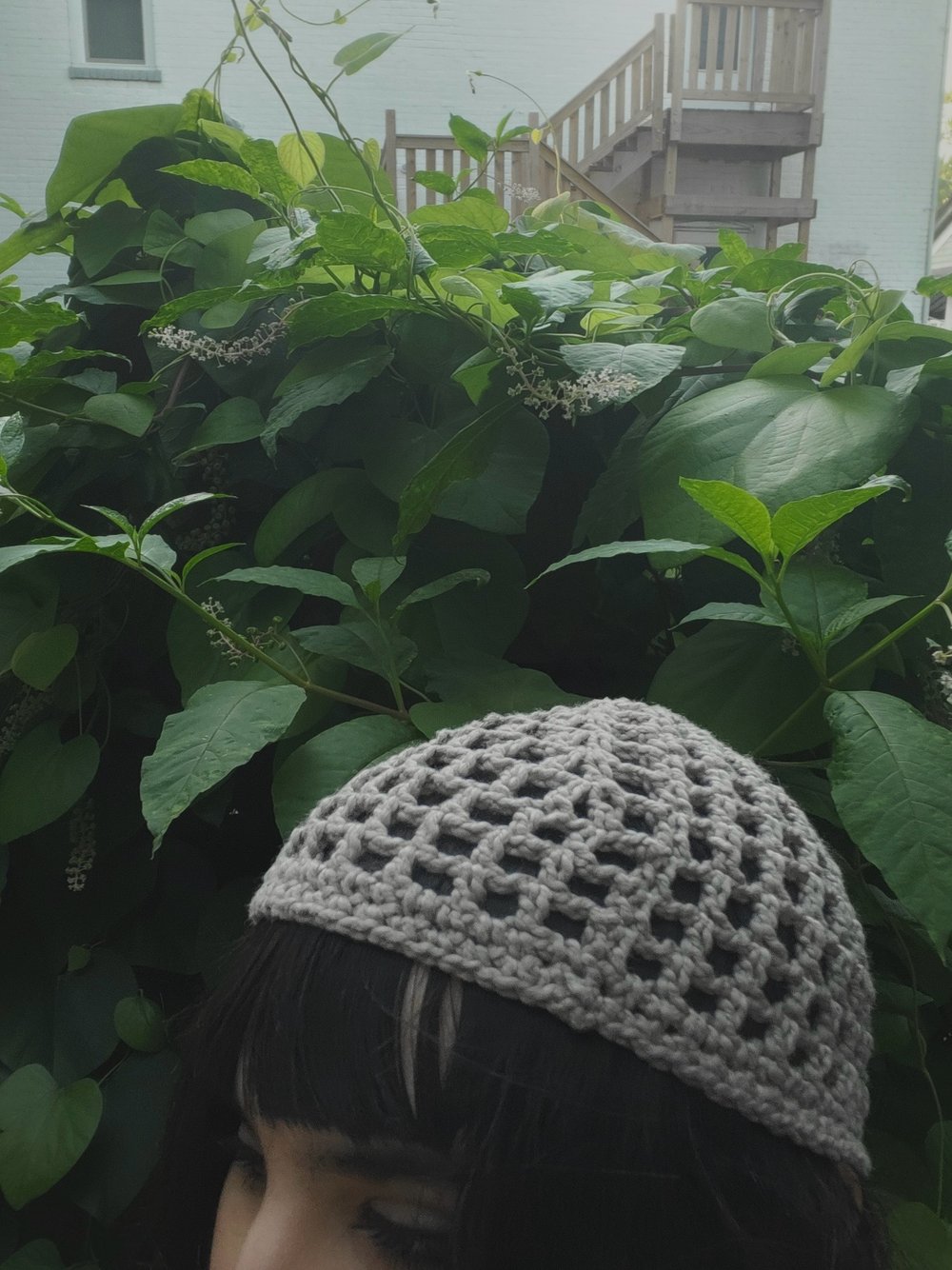 Image of Grey Skullcap