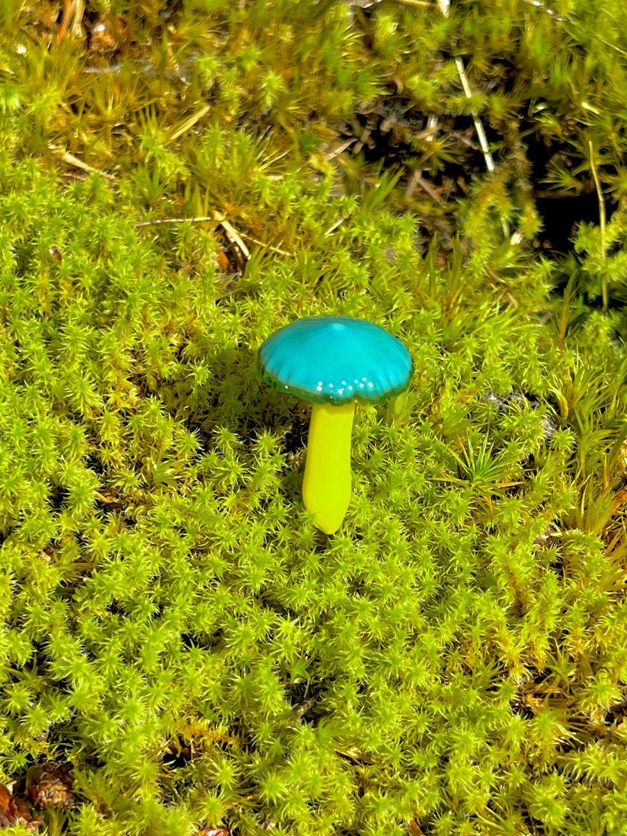 Image of Blue & Yellow Mushroom Plant Spike