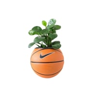 Image 5 of PLANTSBALL (S) Orange 
