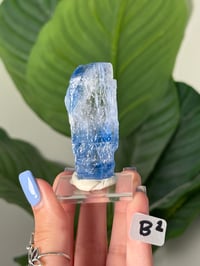 Image 2 of BLUE HALITES -TURKEY- LOT 1