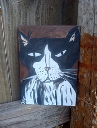 Image 5 of Tuxedo Cat 