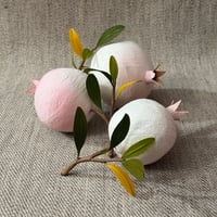 Image 3 of Blushing White Pomegranate