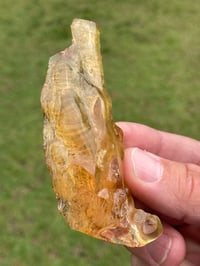 Image 5 of Amber Specimen #1464