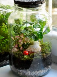 Image 3 of Eco-Terrarium Workshop in the Woods