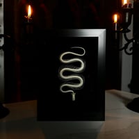 Image 1 of Ramen Noodle - Snake Skeleton 