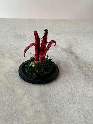 Image of Devils Fingers paper fungi