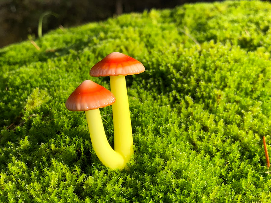 Image of Orange Cap Double Mushroom Plant Spike