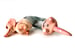 Image of Pink Slinky Dox- Original Art Creation - signed limited edition - original art toys- by Mab Graves