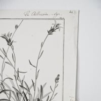 Image 4 of Planche De Botanique Tremelle verte & Campanule