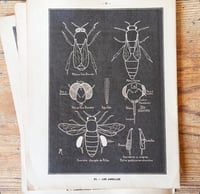 Image 3 of Planche histoire naturelle en noir & blanc