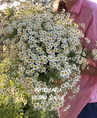 Image 1 of Matricaria Vegmo Single - bare root