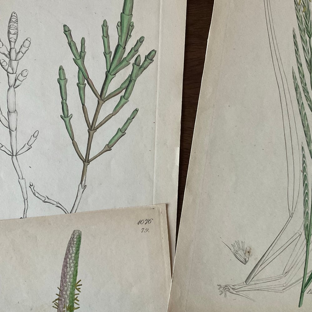 Image of Botanical Prints