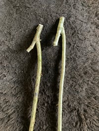 Image 8 of Hedgerow Spindle 