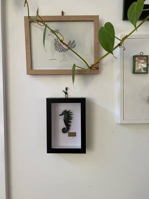 Image of Metallic black Spiked seahorse specimen frame. Faux taxidermy 