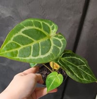Image 1 of Anthurium Stella Rose Large 