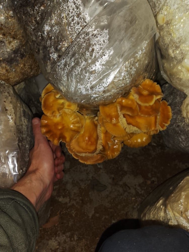 Image of Gourmet Mushroom Compost Blocks, with free local delivery - 10 blocks = 30-40kg total