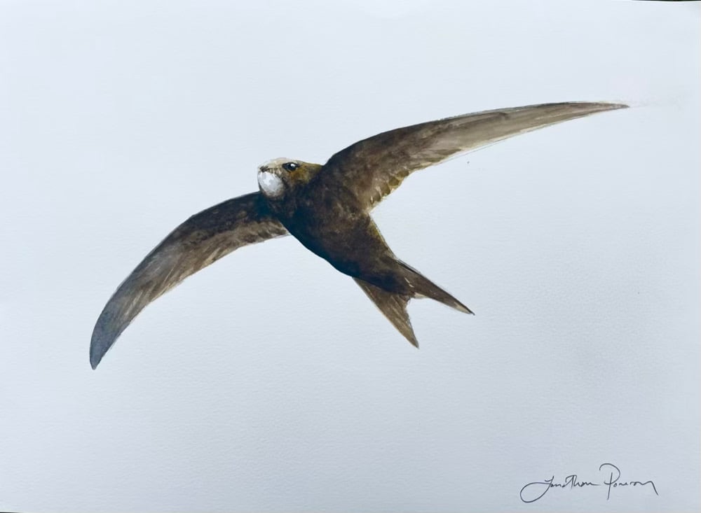 Image of Swift in flight 2