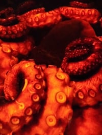 Embrace of the Abyss