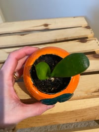 Image 3 of Snake Plant in Orange Fruit
