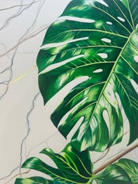 Image 2 of Monstera