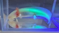 Image 5 of Melanoid Albino Axolotl - Sub-Adult