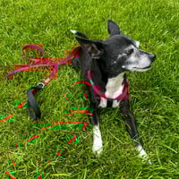 Image 2 of Nylon Leash