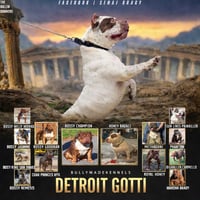 Image 4 of Detroit Gotti Stud Fee