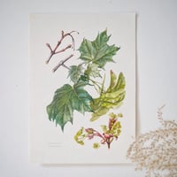 Image 2 of Planches De Botanique Tilleul, Erable, Frêne & Marronnier