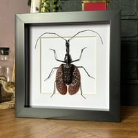 Image 2 of violin beetle