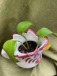 Image 4 of Golden Pothos in Rooster Pitcher