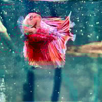 Image of Multicolour Betta Male (Long finage)