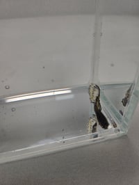 Image 2 of Assorted Male Guppies