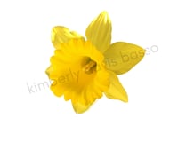 Daffodil Delight Sticker