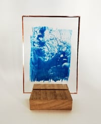 Image 2 of Cyanotype sur verre de l'Ancêtre
