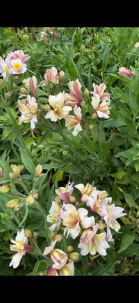 Image 3 of Alstromeria Summer Sky - bare root