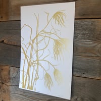 Image 3 of Miscanthus on white 