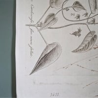 Image 6 of Planches De Botanique Crepide, Flora Danica, Periploca