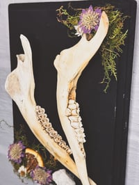 Image 2 of Double Deer Jaw Hanger