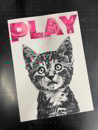 Image 1 of Playful Kittens