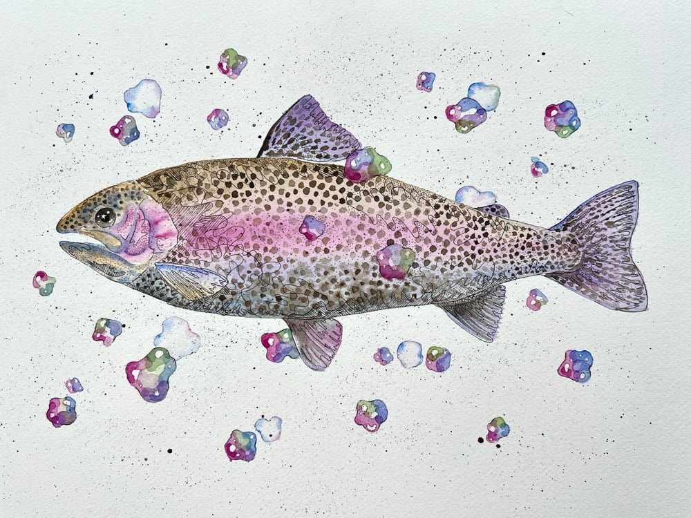 Image of Rainbow Trout