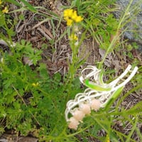 Image 2 of Painted Claw Clips