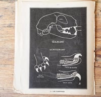Image 13 of Planche histoire naturelle en noir & blanc