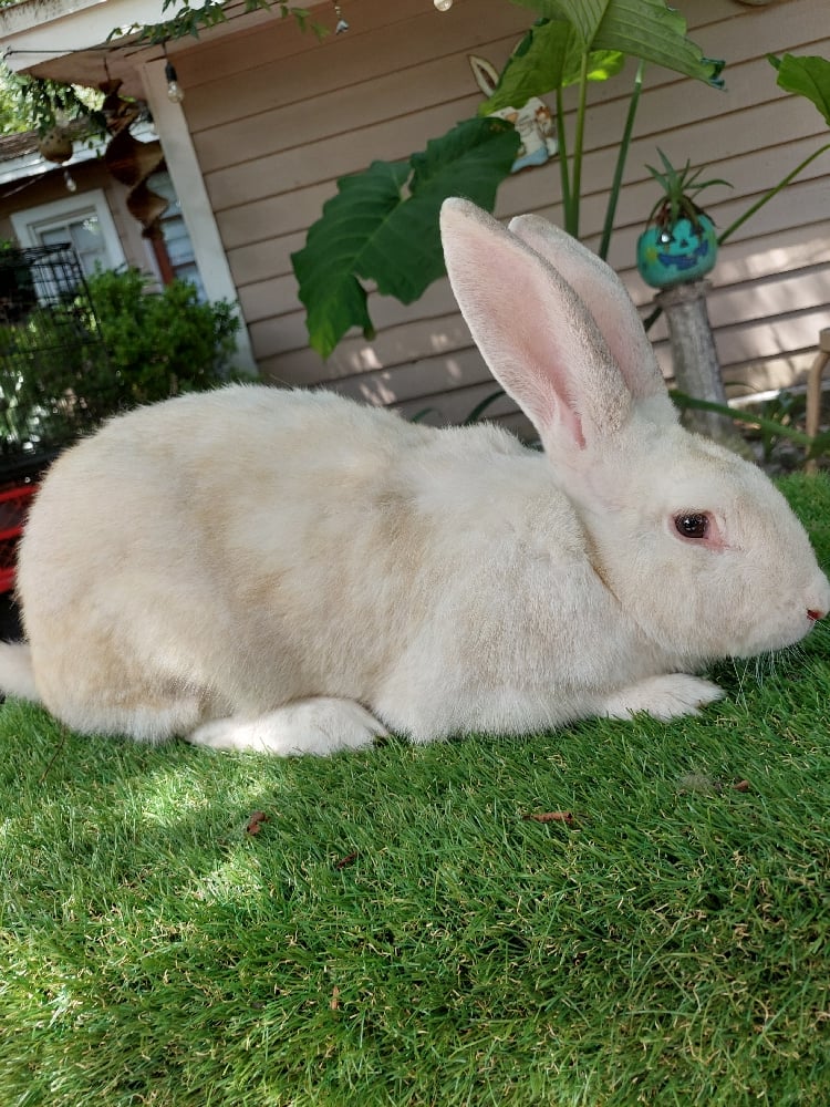 Image of Flemish Giant 6 (Fixed)