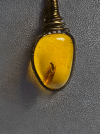 Image 1 of Amber Bug